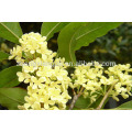 Aceite esencial de osmanthus a granel natural 100% puro premium